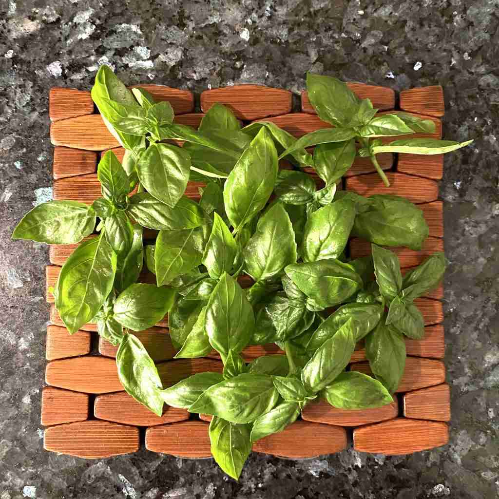foglie di pesto