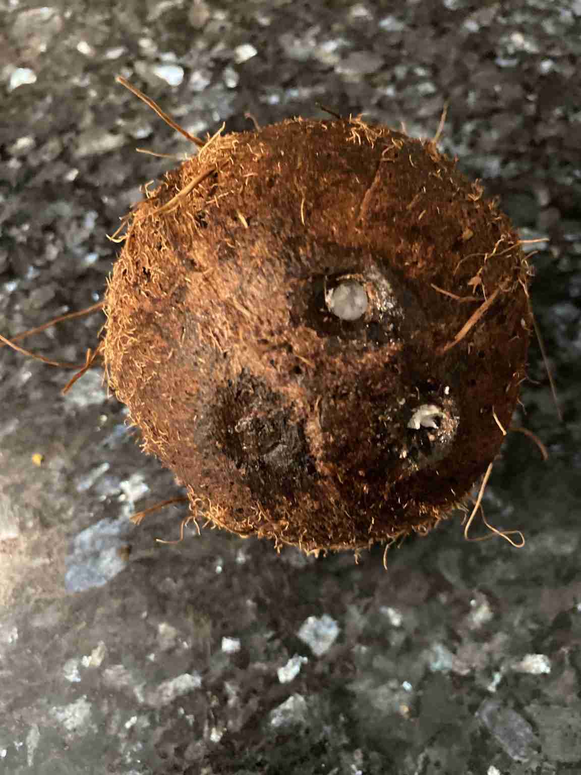 Come Si Rompe Una Noce Di Cocco