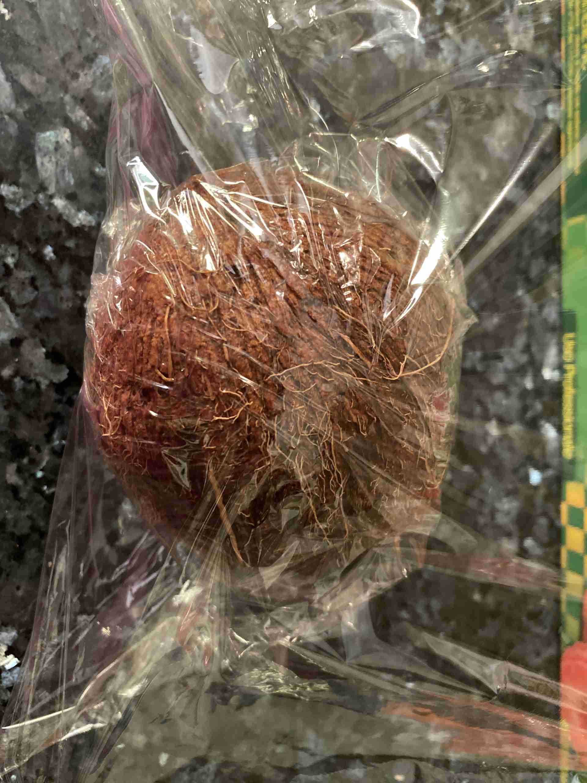 Come Si Rompe Una Noce Di Cocco
